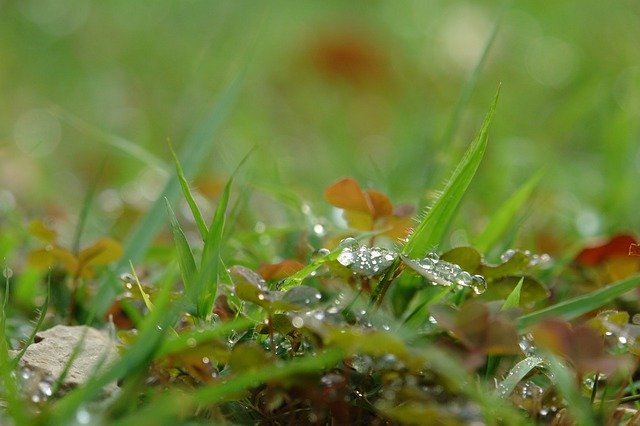 Free download Morning Dew Abstract -  free photo or picture to be edited with GIMP online image editor