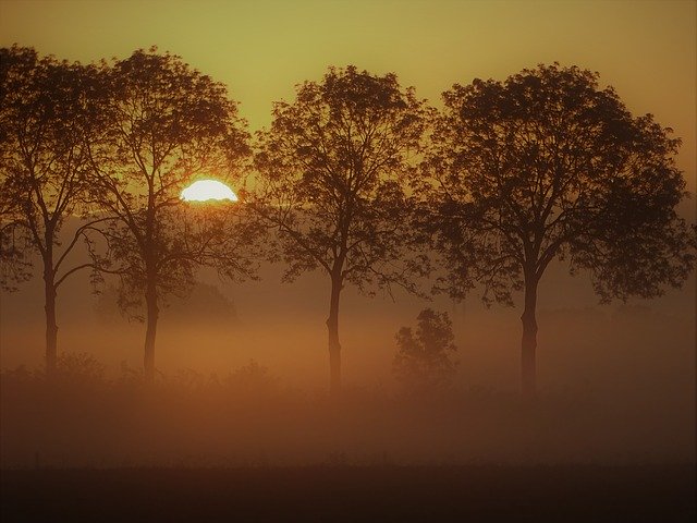 הורדה חינם Morning Forest Sun - תמונה או תמונה בחינם לעריכה עם עורך התמונות המקוון GIMP