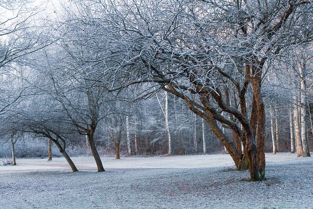 Free download Morning Frost Winter -  free photo or picture to be edited with GIMP online image editor