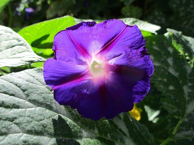 Morning Glory Purple Flower