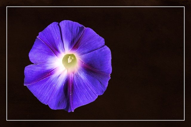 Free download Morning Glory Winds Blossom -  free illustration to be edited with GIMP free online image editor