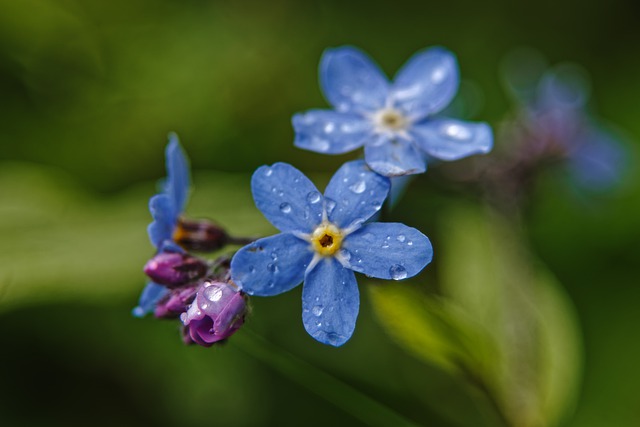 Free download morning summer forget me not plant free picture to be edited with GIMP free online image editor