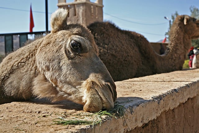 Free download morocco camels animals wildlife free picture to be edited with GIMP free online image editor