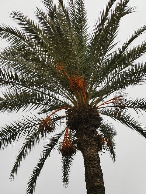 Free download Morocco Palm Trees -  free photo or picture to be edited with GIMP online image editor