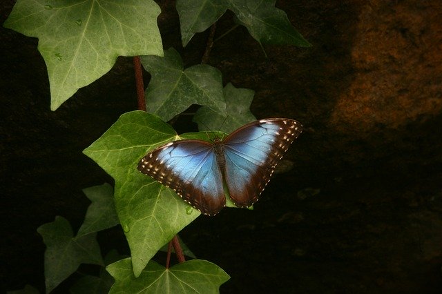 Free download Morpho Butterfly Blue -  free photo or picture to be edited with GIMP online image editor