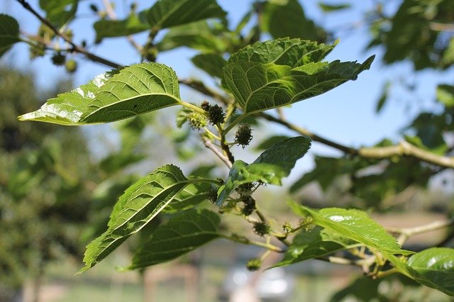 Free download Morus Alba Tree Spring -  free photo or picture to be edited with GIMP online image editor