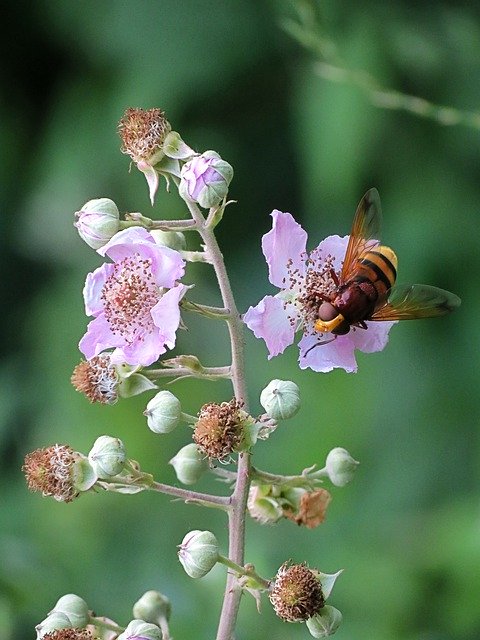 বিনামূল্যে ডাউনলোড করুন Moscow Flowers Bramble - বিনামূল্যে ছবি বা ছবি GIMP অনলাইন ইমেজ এডিটর দিয়ে সম্পাদনা করা হবে