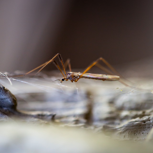 Free download mosquito insect macro 100mm nature free picture to be edited with GIMP free online image editor