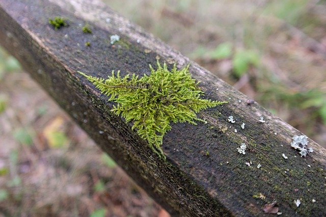 Free download Moss Balance Beam Forest -  free photo or picture to be edited with GIMP online image editor