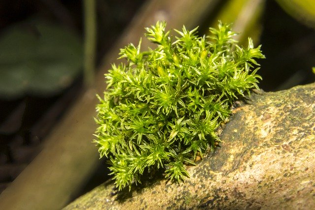 Free download Moss Dosh Bog -  free photo or picture to be edited with GIMP online image editor