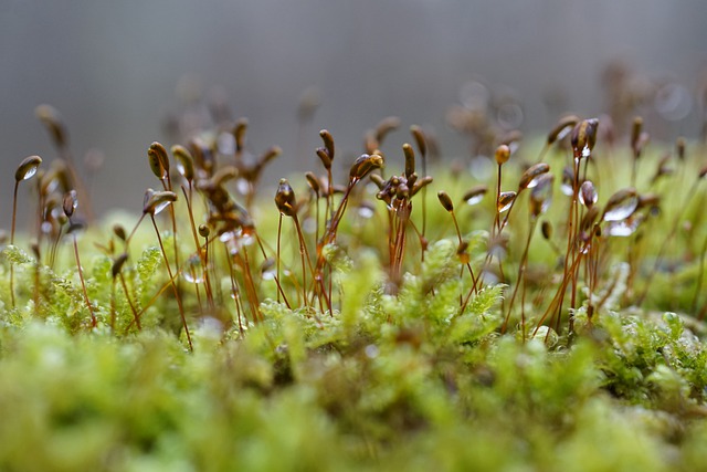 Free download moss flowering spores raindrops free picture to be edited with GIMP free online image editor