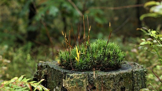 Free download Moss Forest Tree Stump -  free photo or picture to be edited with GIMP online image editor