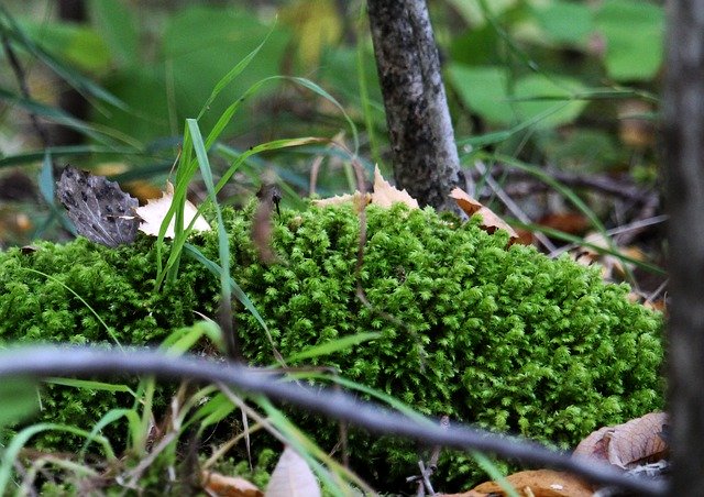 Descărcare gratuită Moss Grass Forest - fotografie sau imagini gratuite pentru a fi editate cu editorul de imagini online GIMP