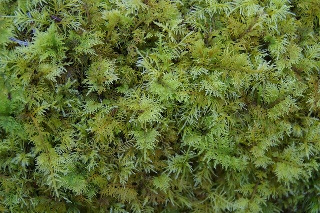Free download Moss Green Texture -  free photo or picture to be edited with GIMP online image editor