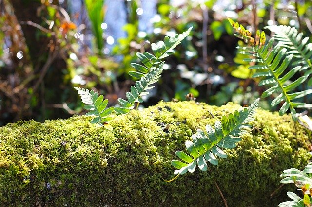 Free download Moss Growth Forest -  free photo or picture to be edited with GIMP online image editor