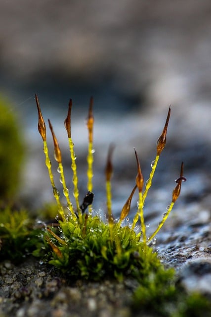 Free download moss lichen nature macro free picture to be edited with GIMP free online image editor