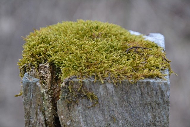 Free download Moss Log Nature -  free photo or picture to be edited with GIMP online image editor