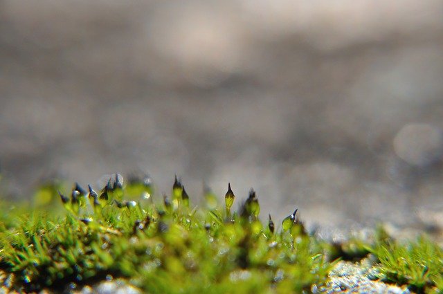 Free download Moss Macro Granite -  free photo or picture to be edited with GIMP online image editor