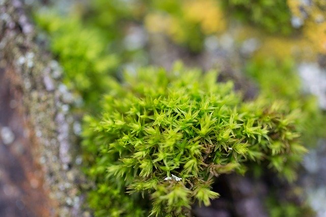 Free download Moss Macro Nature -  free photo or picture to be edited with GIMP online image editor