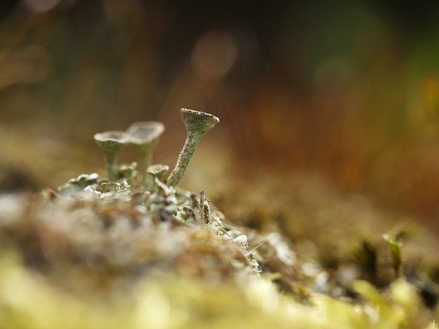 Free download Moss Nature Forest Floor -  free photo or picture to be edited with GIMP online image editor