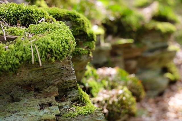 Free download Moss Nature Landscape -  free photo or picture to be edited with GIMP online image editor