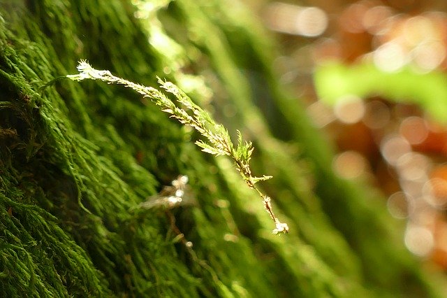 Free download Moss Nature Tribe -  free photo or picture to be edited with GIMP online image editor