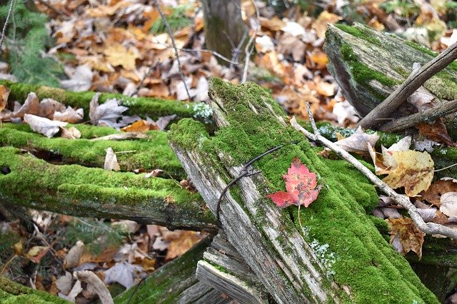 Free download Moss Old Fence Fall -  free photo or picture to be edited with GIMP online image editor