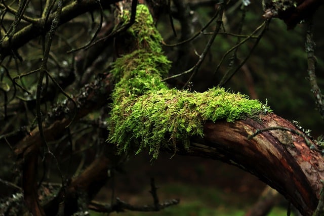 Free download moss tree forest branches green free picture to be edited with GIMP free online image editor