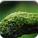 Mossy Oak  screen for extension Chrome web store in OffiDocs Chromium