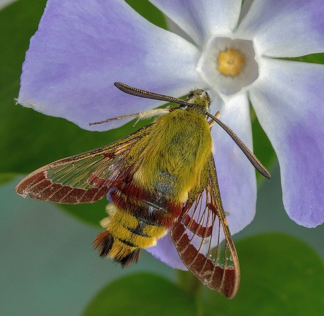 Free download Moth Broad-Bordered-Bee-Hawk-Moth -  free photo or picture to be edited with GIMP online image editor