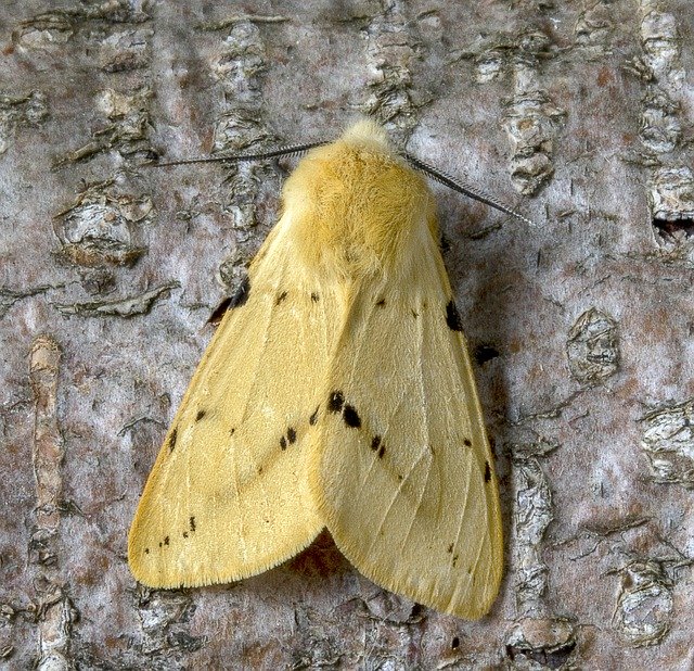 Free download Moth Buff-Ermine Wings -  free photo or picture to be edited with GIMP online image editor