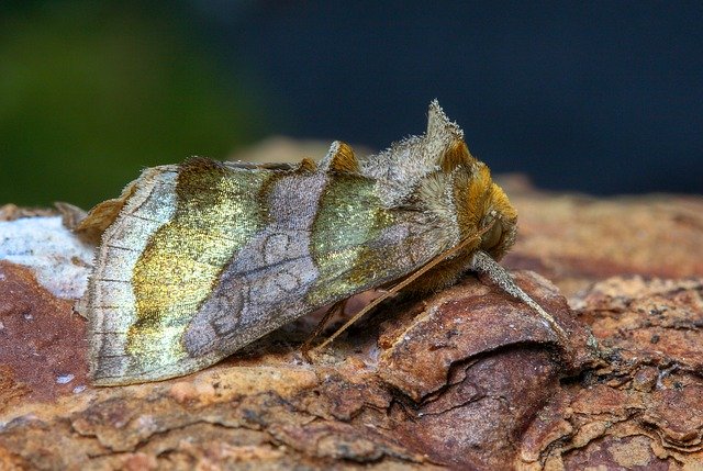 Free download Moth Burnished Brass Summer -  free photo or picture to be edited with GIMP online image editor