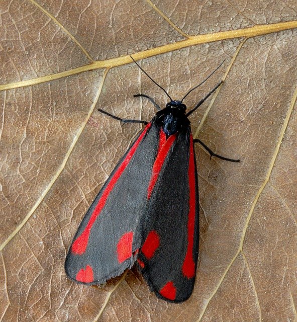 Free download Moth Cinnabar Red -  free photo or picture to be edited with GIMP online image editor