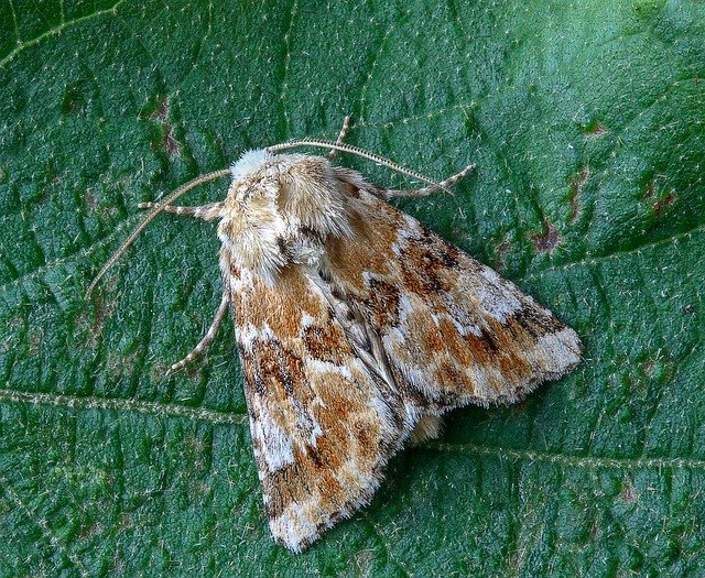 Free download Moth Dusky-Sallow Wings -  free photo or picture to be edited with GIMP online image editor