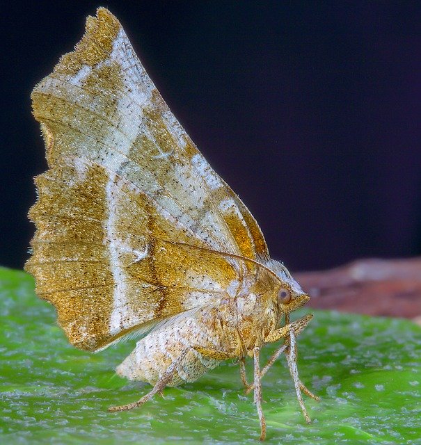 Free download Moth Early- Thorn Wings -  free photo or picture to be edited with GIMP online image editor