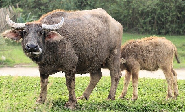 Free download Mother And Son Cows Viet -  free photo or picture to be edited with GIMP online image editor