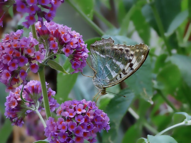 Free download mother of pearl butterfly butterfly free picture to be edited with GIMP free online image editor