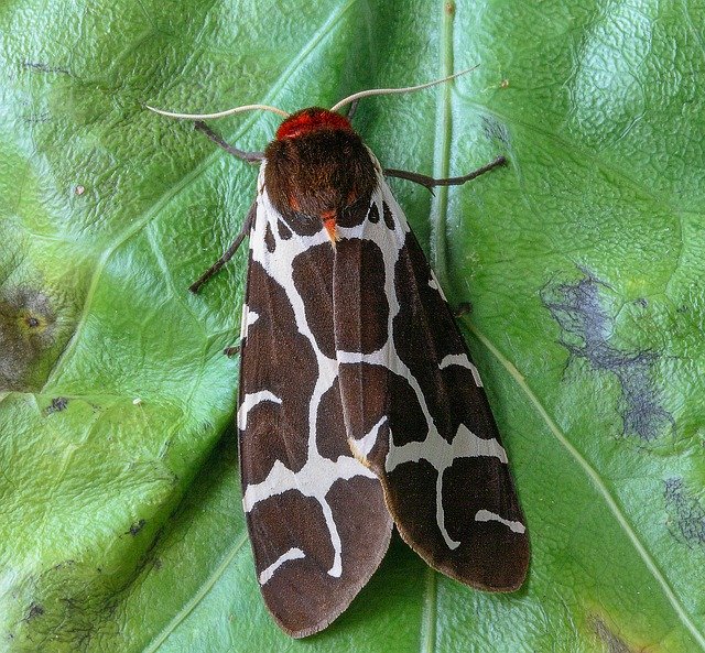 Free download Moth Garden-Tiger Wings -  free photo or picture to be edited with GIMP online image editor