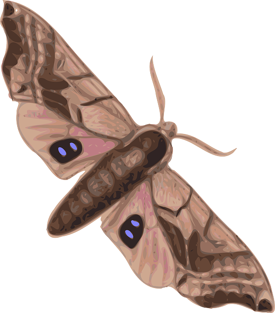 Free download Moth Insect Animal - Free vector graphic on Pixabay free illustration to be edited with GIMP free online image editor