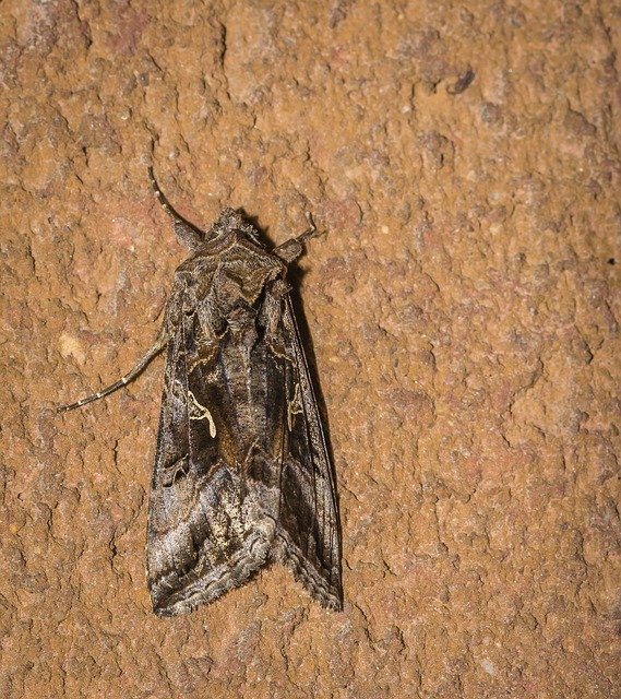 Free download moth lepidoptera night day free picture to be edited with GIMP free online image editor