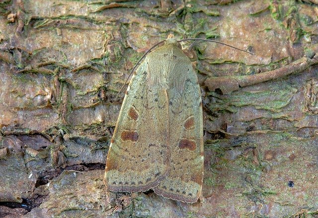 Free download Moth Lesser-Yellow-Underwing Wings -  free photo or picture to be edited with GIMP online image editor