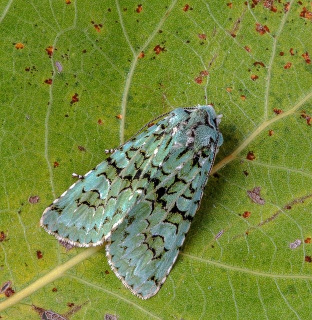 Free download Moth Merveille-Du-Jour Wings -  free photo or picture to be edited with GIMP online image editor