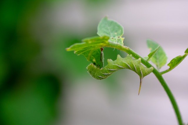 Free download Moth Nature Green free photo template to be edited with GIMP online image editor