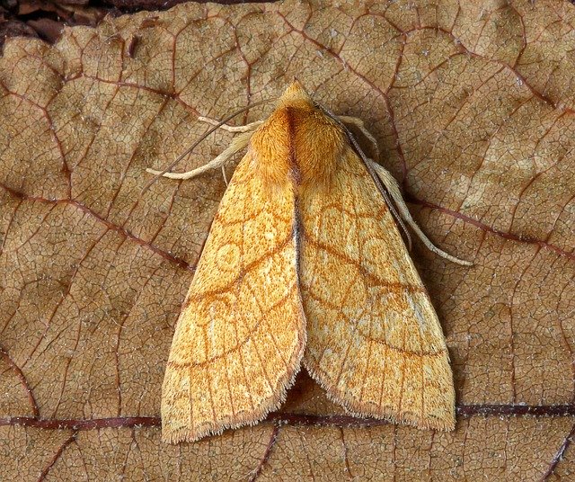 Free download Moth Orange-Sallow Wings -  free photo or picture to be edited with GIMP online image editor