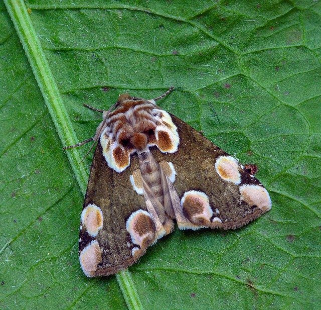 دانلود رایگان Moth Peach-Blossom Pattern - عکس یا تصویر رایگان قابل ویرایش با ویرایشگر تصویر آنلاین GIMP