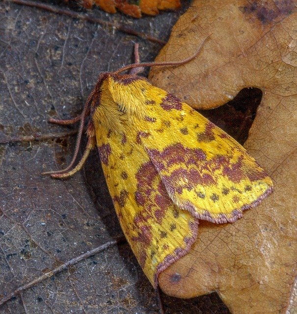 Free download Moth Pink-Barred-Sallow Insect -  free photo or picture to be edited with GIMP online image editor