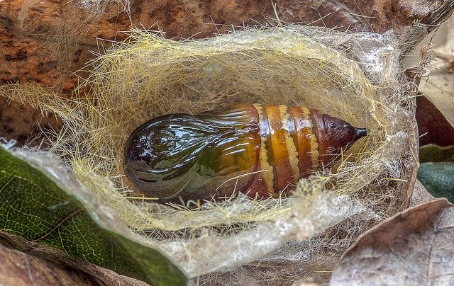 Free download Moth Pupa Cocoon -  free photo or picture to be edited with GIMP online image editor