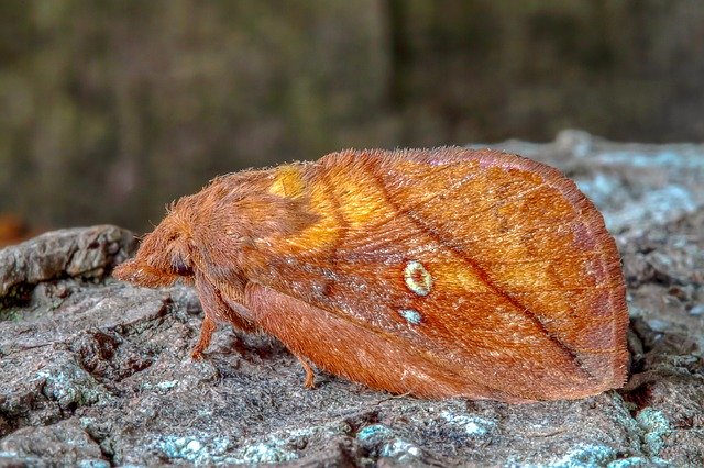 Free download Moth The-Drinker Insect -  free photo or picture to be edited with GIMP online image editor