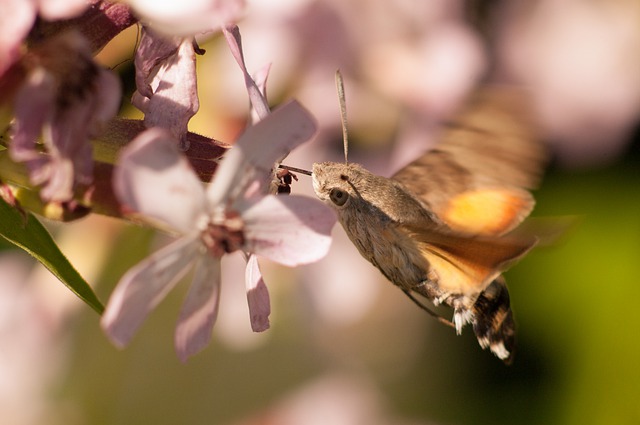 Free download moth wings flowers pollen free picture to be edited with GIMP free online image editor