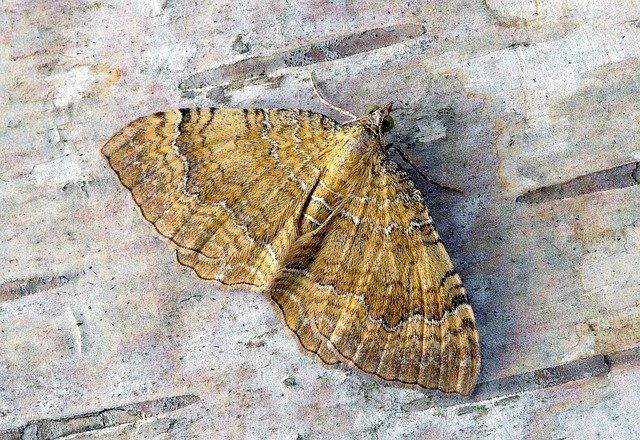 Free download Moth Yellow-Shell Wings -  free photo or picture to be edited with GIMP online image editor